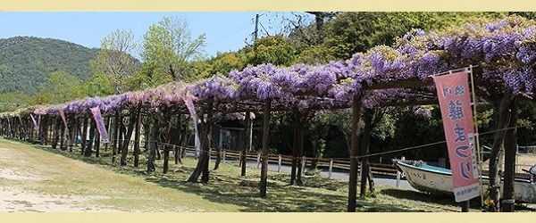 渋川公園 藤棚 藤まつり 花見 植物と触れ合う 写真