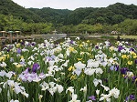東郷湖羽合臨海公園あやめ池公園 藤棚 藤まつり 花見 植物と触れ合う