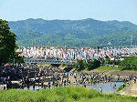 芥川桜堤公園 公園 桜花見 こいのぼりフェスタ1000
