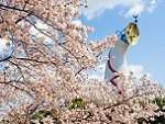桜花見スポット 万博記念公園　桜名所  さくら花見　夜桜 ライトアップ　見頃　おすすめ 人気スポット