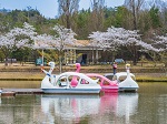 おかやまフォレストパークドイツの森 テーマパーク 体験施設 動物 植物と触れ合う 桜花見 水遊び