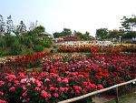 浜寺公園 バラ園 バラ花見見頃 おすすめ 人気スポット