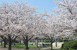 桜花見スポット 桜並木 花園中央公園