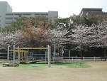 桜花見スポット 阪神競馬場おすすめ 人気スポット 