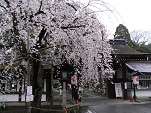 桜花見スポット 平野神社　おすすめ 人気スポット