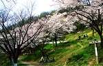 桜花見スポット 枚岡公園 桜並木