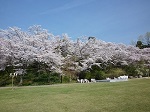 広島市植物公園 植物園 ピクニック 桜花見