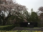 桜花見スポット 石清水八幡宮