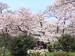 桜花見スポット 桜並木 京都府立植物園