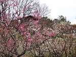 植物を楽しむ 錦織公園 桜花見 梅花見