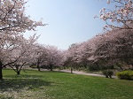 桜花見スポット 桜並木 大泉緑地園