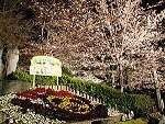 桜花見スポット 王子動物園　夜桜 ライトアップ　おすすめ 人気スポット
