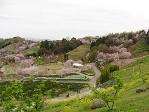 桜花見スポット 富田林農業公園サバーファーム　おすすめ 人気スポット