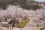桜花見スポット 摂津峡公園