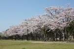 桜花見スポット 桜並木 しあわせの村 おすすめ 人気スポット