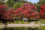 縮景園 名園 庭園 紅葉 紅葉ライトアップ 広島観光