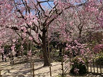 縮景園 名園 庭園 桜花見 ライトアップ 広島観光