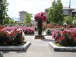 庄堺公園 バラ園 花菖蒲園 芝生広場 花見 どんぐり拾い