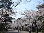関西 中国地方 桜花見 花見スポット ライトアップ 桜名所
