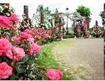 蜻蛉池公園 バラ園 バラ花見見頃 おすすめ 人気スポット
