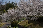 宇治市植物公園 チューリップ ホタル観賞 桜花見 夜桜 こいのぼり 植物園