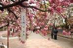 桜花見スポット 造幣局　桜名所  桜の通り抜け　夜桜 ライトアップ