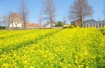 滋賀農業公園ブルーメの丘 テーマパーク 菜の花畑見頃