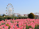神戸フルーツフラワーパーク　遊園地 テーマパーク　チューリップ