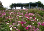 植物を楽しむ ガーデンミュージアム比叡 眺望  植物園 ミュージアム コスモス