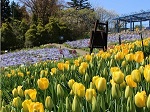 植物を楽しむ ガーデンミュージアム比叡 チューリップ花見 眺望 植物園 ミュージアム
