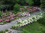 広島市植物公園 植物園 ピクニック 紫陽花 花見