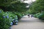 神戸市立森林植物園 植物園 紫陽花
