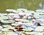 植物を楽しむ 長居植物園 水連 スイレン見頃 芝桜 ネモフィラ バラ園 植物園 花見 紅葉 大阪市