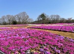 Flower village花夢の里 観光農園 世羅高原農園 植物園 ネモフィラ 芝桜