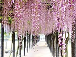 渋川公園 藤棚 藤まつり 花見 植物と触れ合う