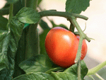 関西 中国地方 大阪 兵庫 京都 滋賀 奈良 和歌山 広島 岡山 鳥取 収穫体験 トマト ミニトマト収穫